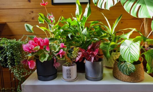 Plants in a Lockwood Home