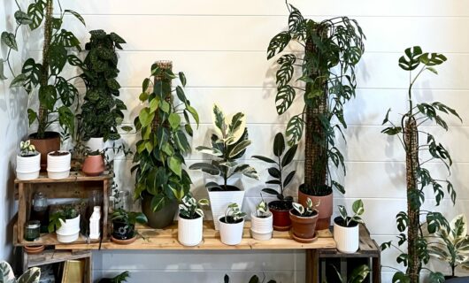 Plants in a Lockwood Home