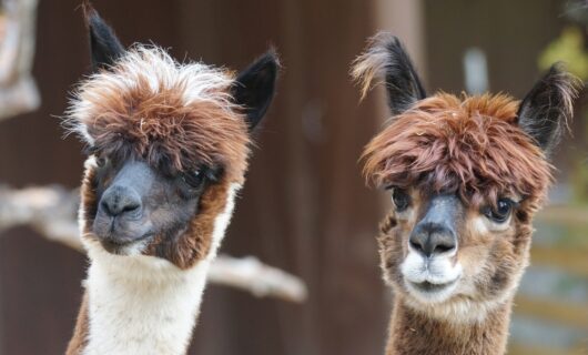 Alpacas